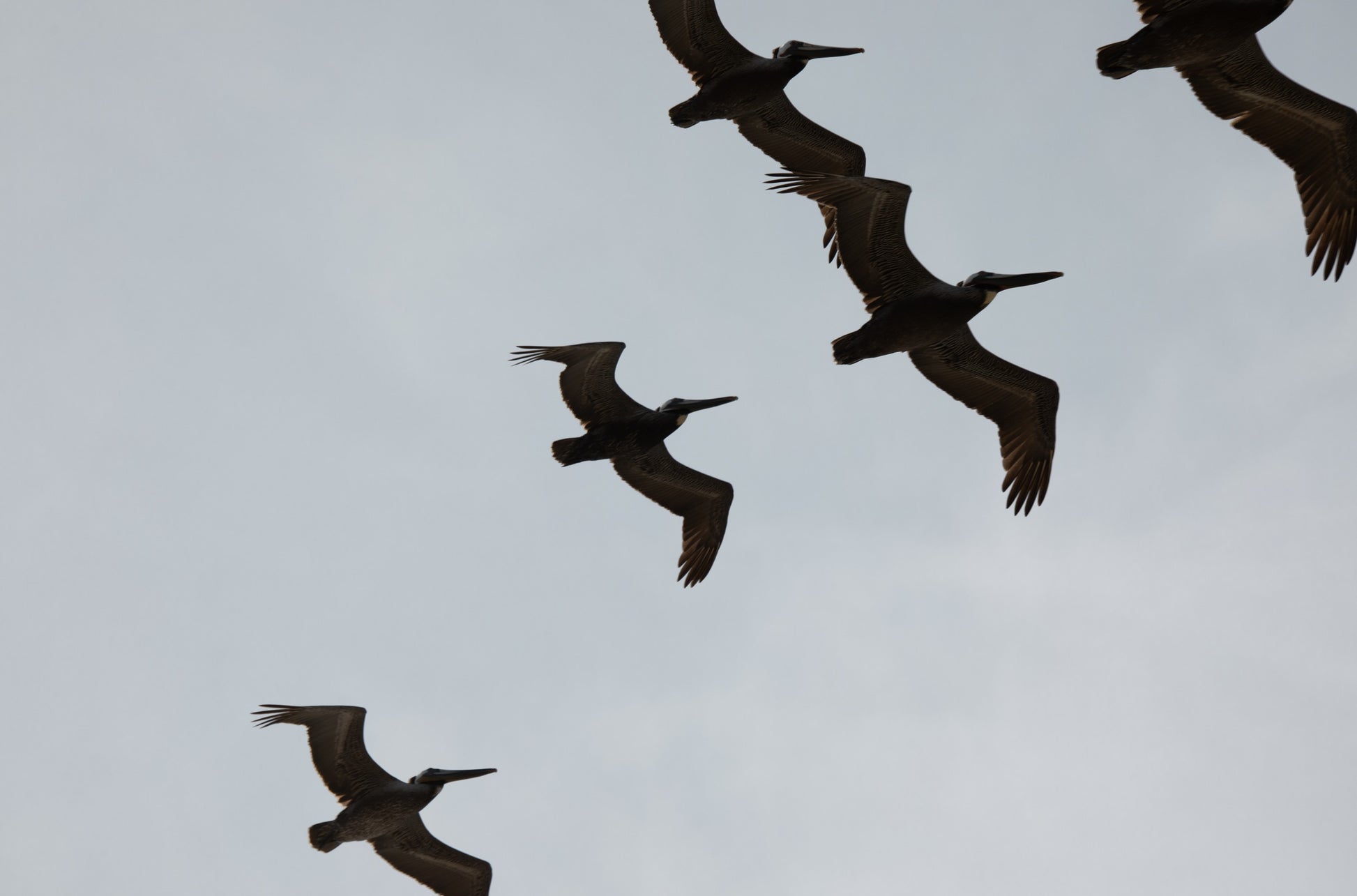 Photography by Kim Dybczak of: Birds Above 6018