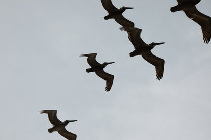 Photography by Kim Dybczak of: Birds Above 6018