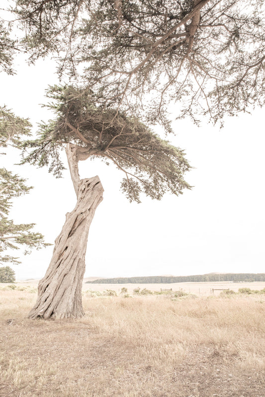 Photography by Salt Creek Prints of: Point Reyes 7157, A lone Cypress tree above the rolling hills of Point Reyes, California.