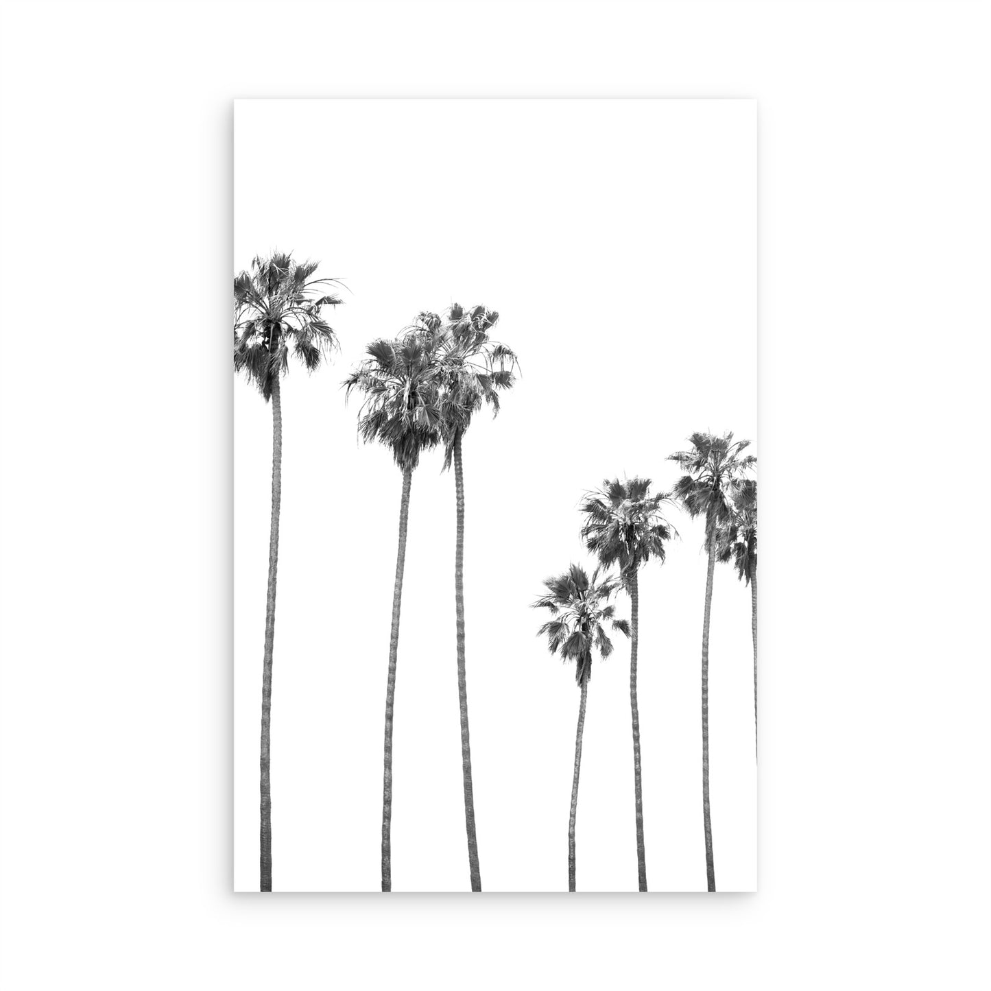 Palms 4863