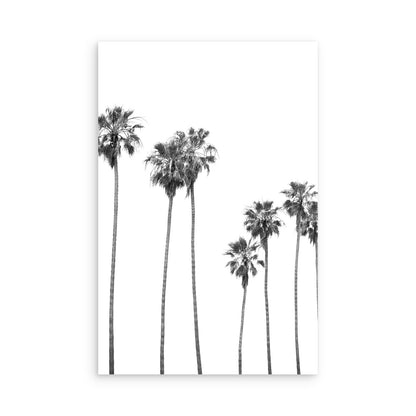 Palms 4863