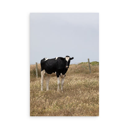 Cow 7204