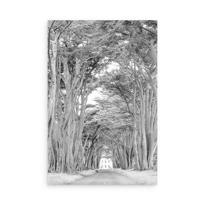 Cypress Tree Tunnel 7171