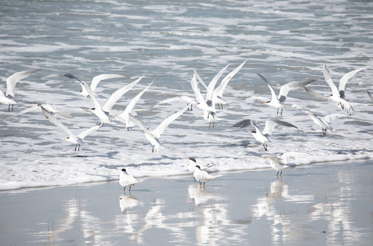Photography by Kim Dybczak of: Birds in Surf 5038