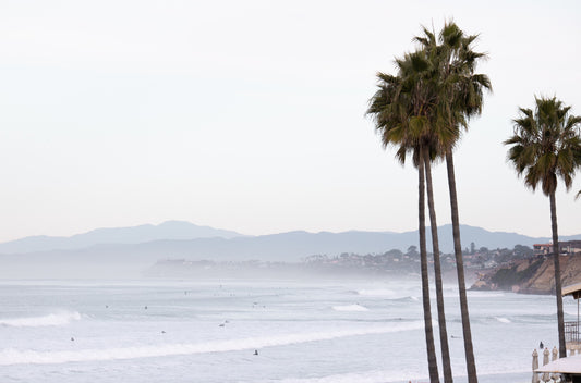 Photography by Kim Dybczak of: Palms sway above San Diego, overlooking the beach and distant horizon.