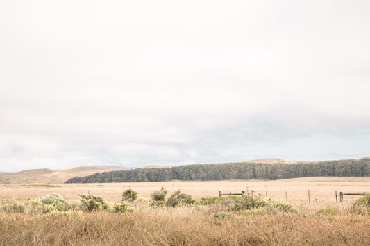 Photography by Salt Creek Prints of: Point Reyes 7153, The rolling hills of Point Reyes, California.