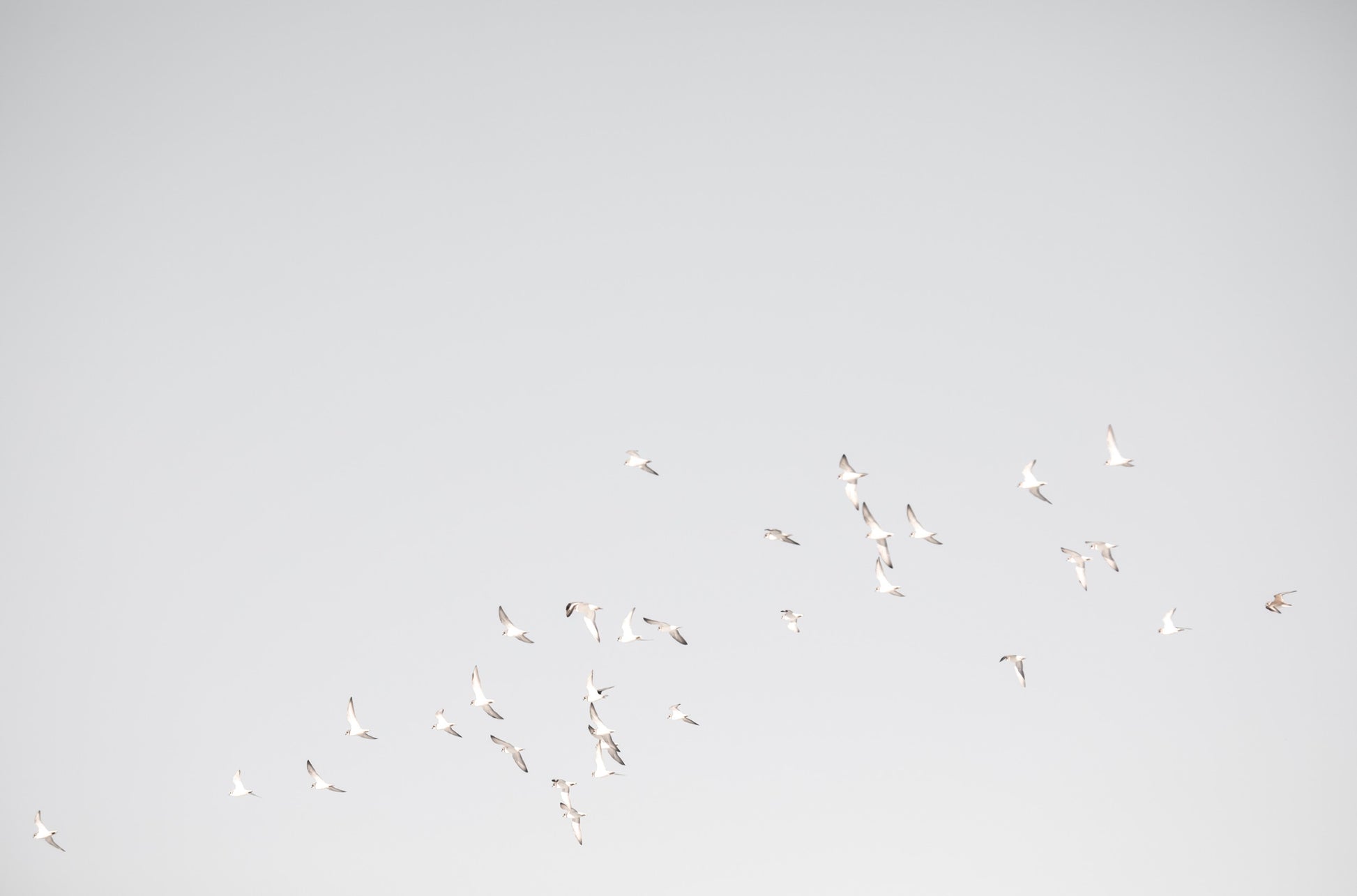 Photography by Kim Dybczak of: Birds 4803