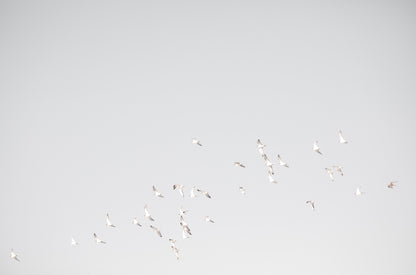 Photography by Kim Dybczak of: Birds 4803