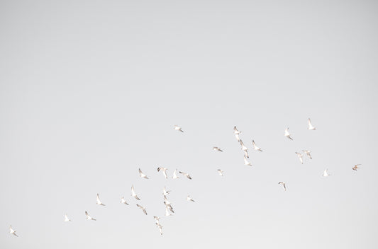 Photography by Kim Dybczak of: Birds 4803