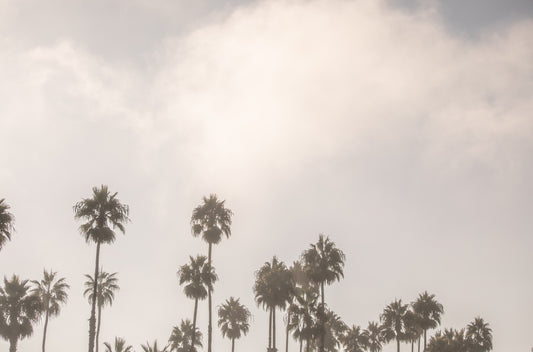 Photography by Kim Dybczak of: Palms sway above the coast, overlooking the beach and horizon, softened by coastal haze.