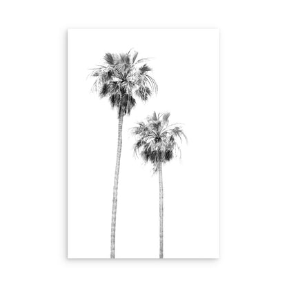 Palms 4850