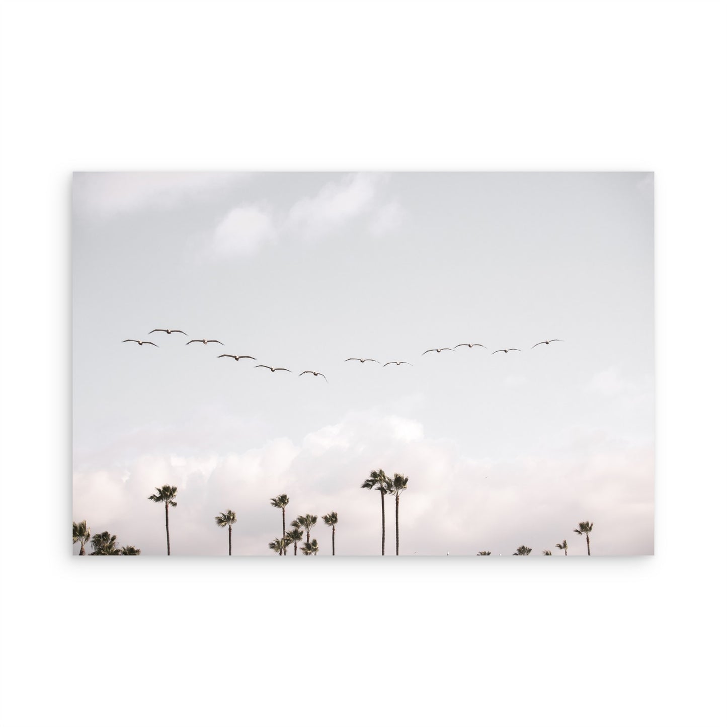 Birds over Palms 5301