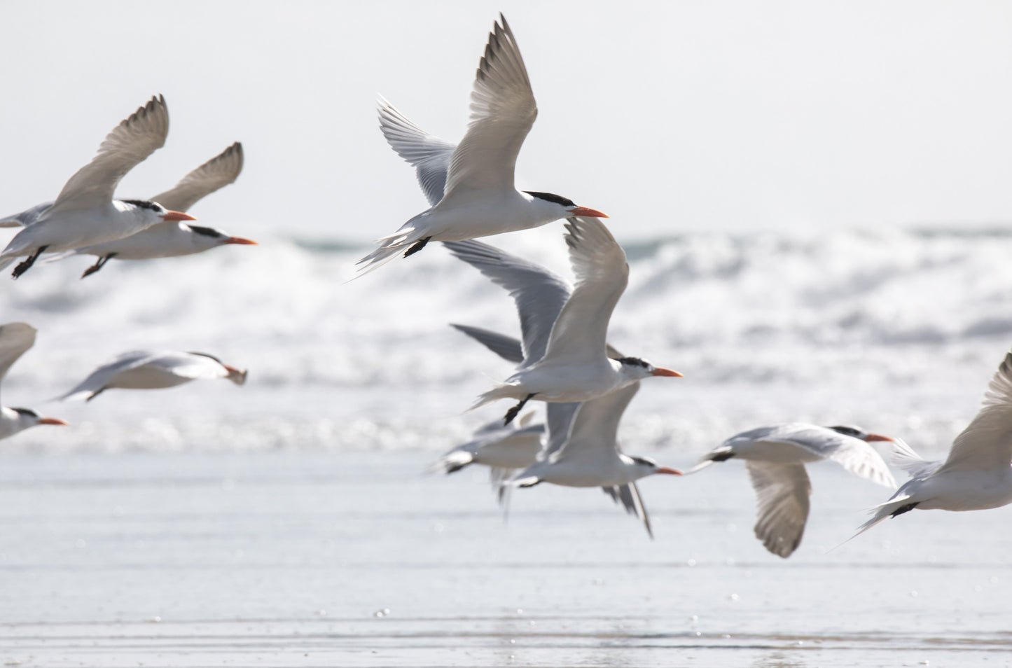Photography by Kim Dybczak of: Birds in Flight 5280