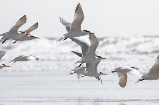Photography by Kim Dybczak of: Birds in Flight 5280
