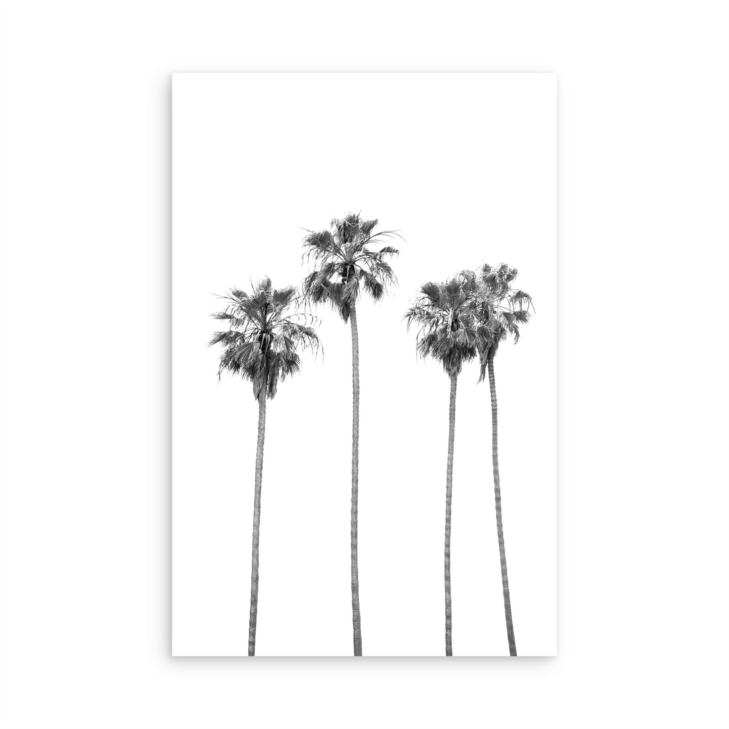 Palms 4853
