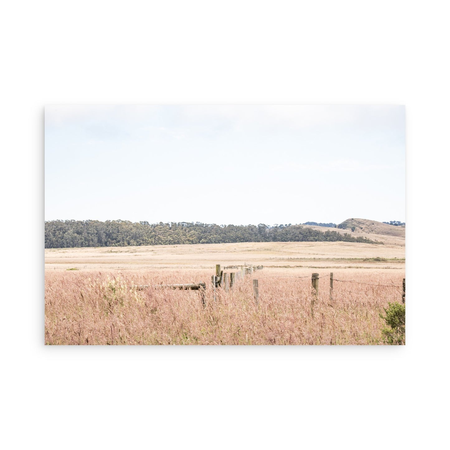 Point Reyes 7187