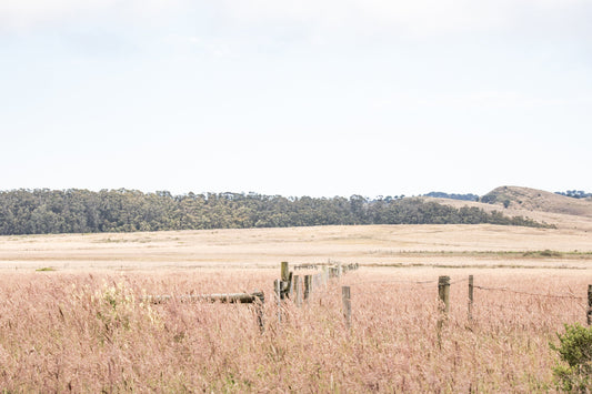 Photography by Salt Creek Prints of: Point Reyes 7187, The rolling hills of Point Reyes, California.