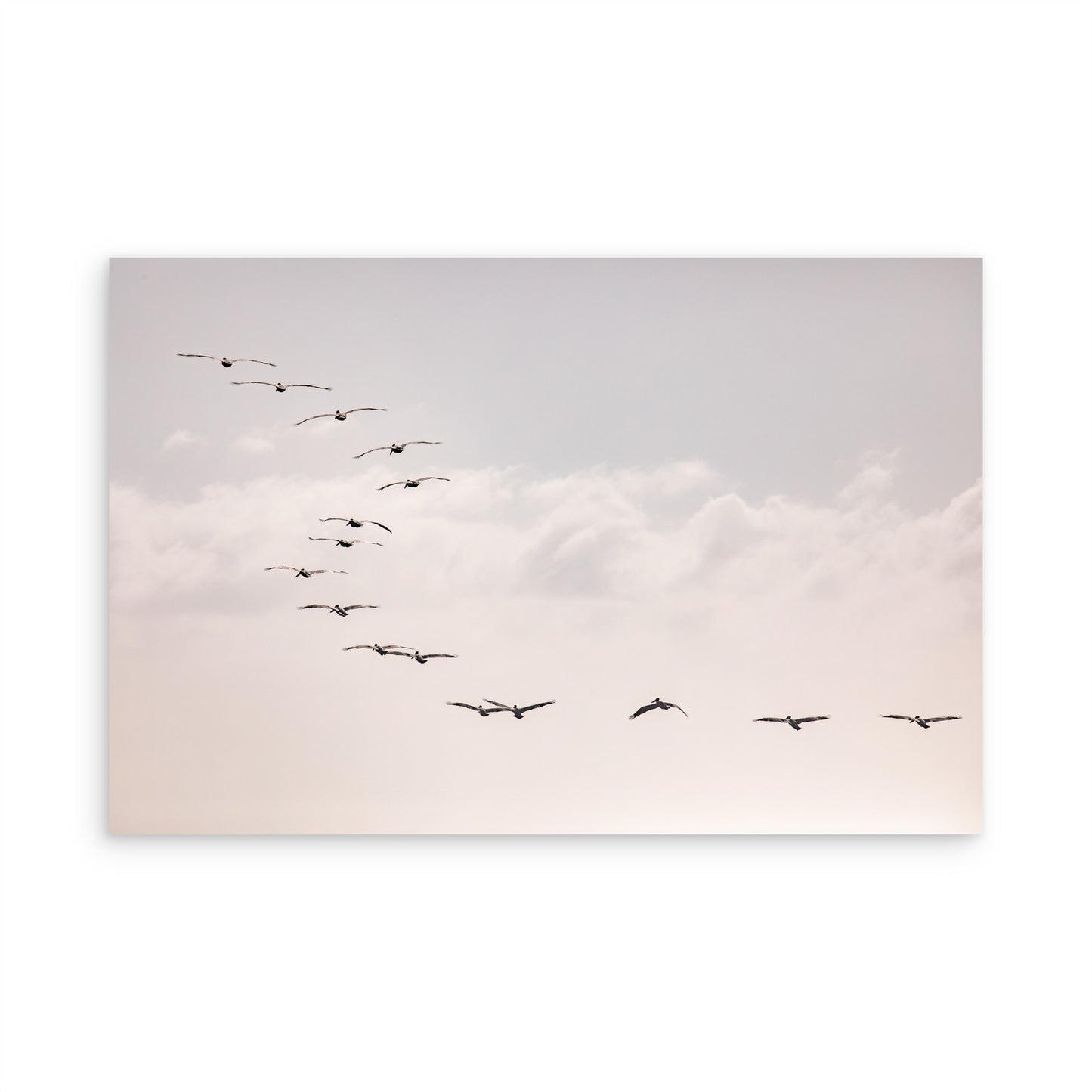 Birds at Sunset 5319