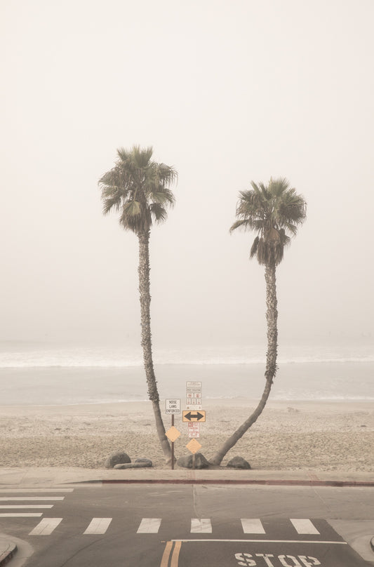 Photography by Kim Dybczak of: Palms sway above the coast, overlooking the beach and distant horizon.