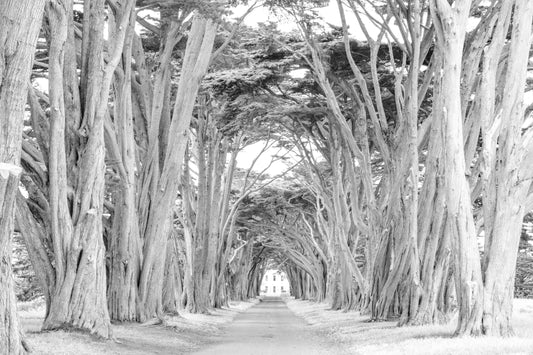 Photography by Salt Creek Prints of: Cypress Tree Tunnel 7163, Black and White image of the historic Cypress Tree Tunnel at Point Reyes, California.