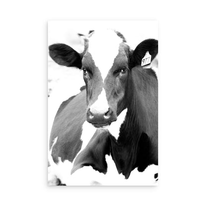 Cow 7199