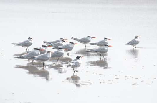 Photography by Kim Dybczak of: Shore Birds 5263