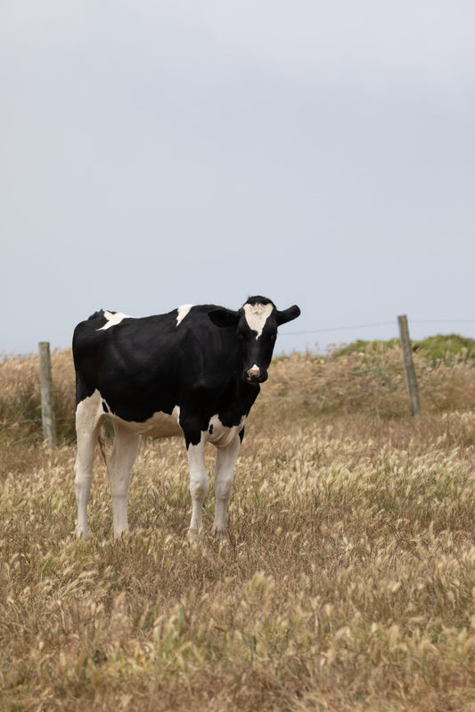 Photography by Salt Creek Prints of: Cow 7204, A lone cow stands in the grassy hills of Point Reyes, California.