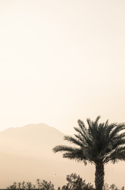 Photography by Kim Dybczak of: Palms sway above the coast, overlooking the beach and distant horizon.
