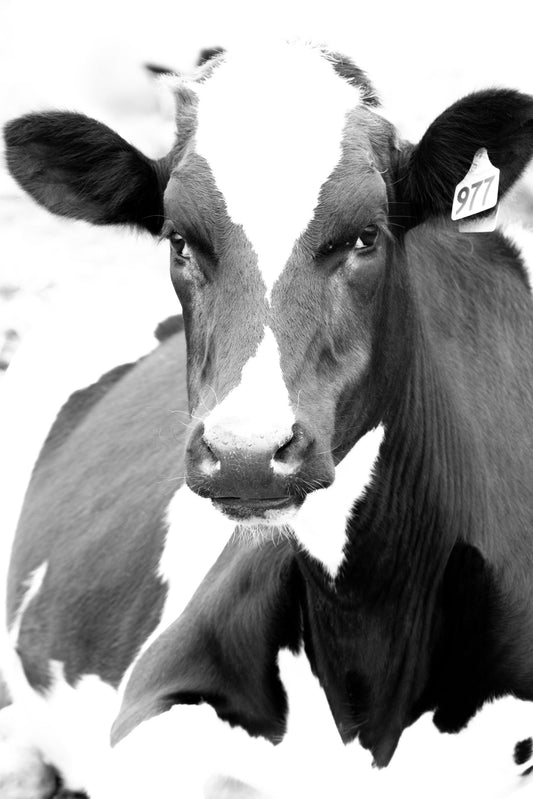 Photography by Salt Creek Prints of: Cow 7199, Black and White image of a lone cow laying in the hills of Point Reyes, California.