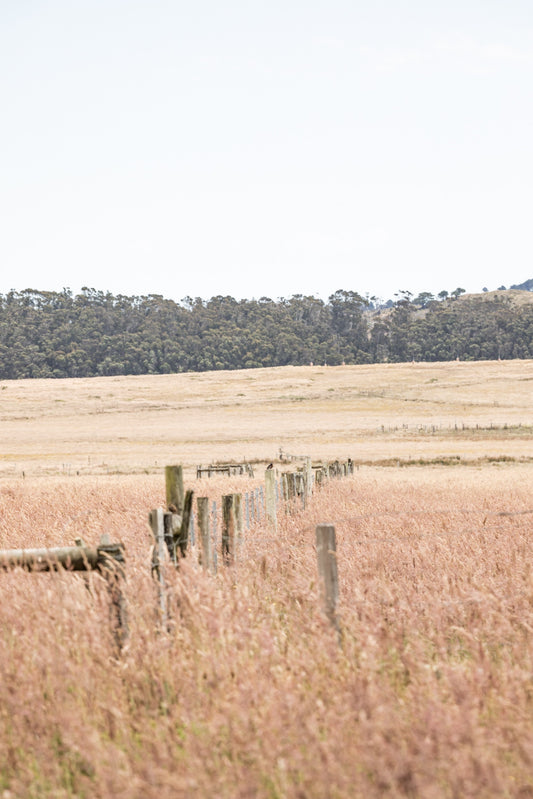 Photography by Salt Creek Prints of: Point Reyes 7188, The rolling hills of Point Reyes, California.