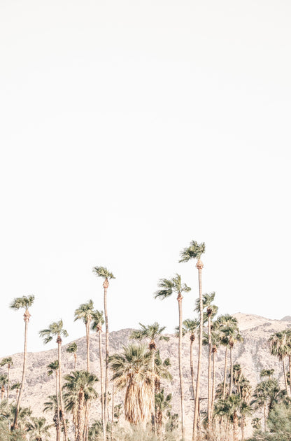 Photography by Kim Dybczak of: Tall palms frame the coast, with ocean and sky stretching out beyond.