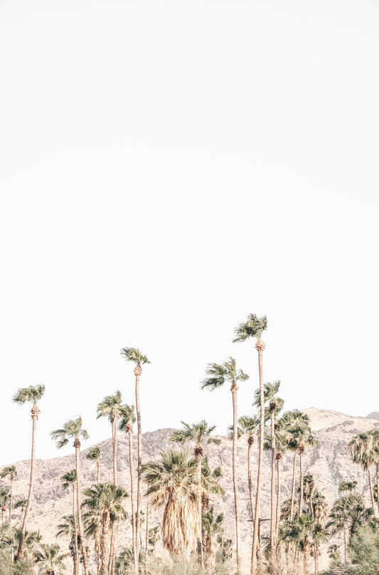 Photography by Kim Dybczak of: Tall palms frame the coast, with ocean and sky stretching out beyond.