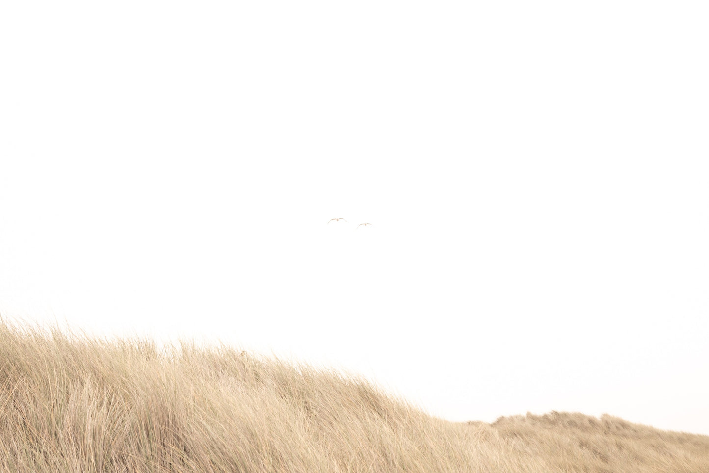 Photography by Salt Creek Prints of: Salmon Creek Beach 7602, Minimalist grassy dunes of Salmon Creek Beach, Bodega Bay, Northern California.