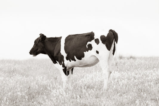 Photography by Salt Creek Prints of: Cow 7197, Sepia image of a lone cow in the grassy hills of Point Reyes, California.