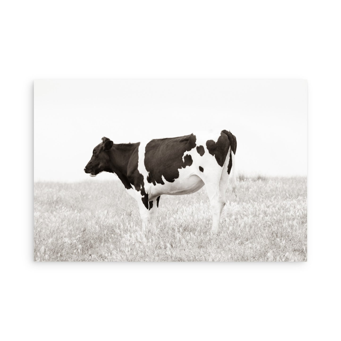 Cow 7197
