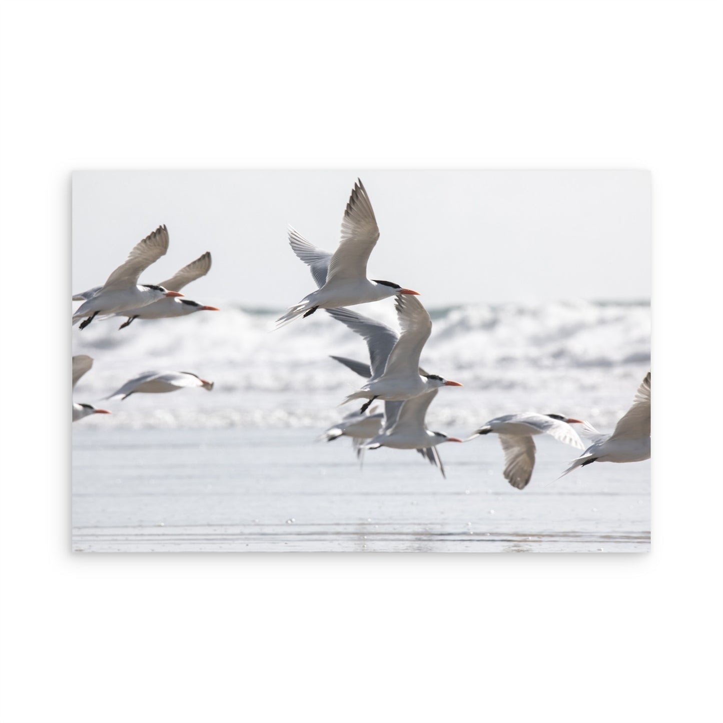 Birds in Flight 5280