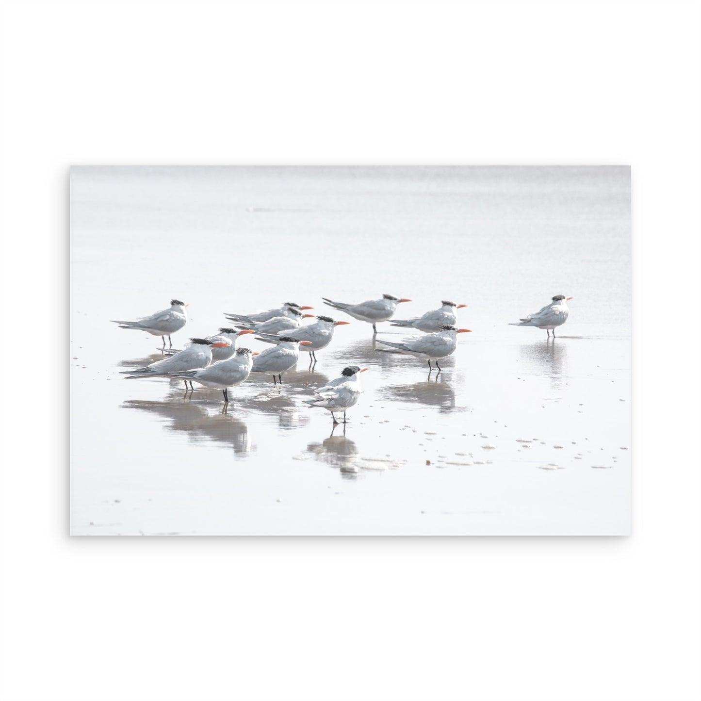 Shore Birds 5263