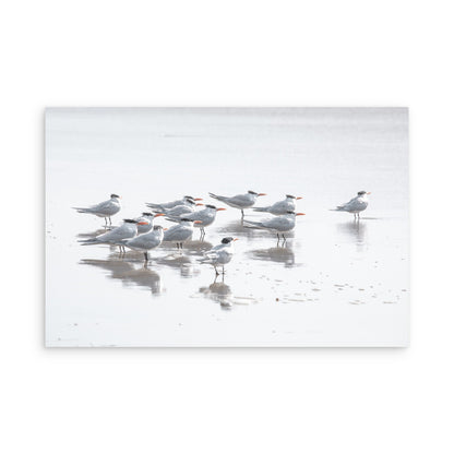 Shore Birds 5263