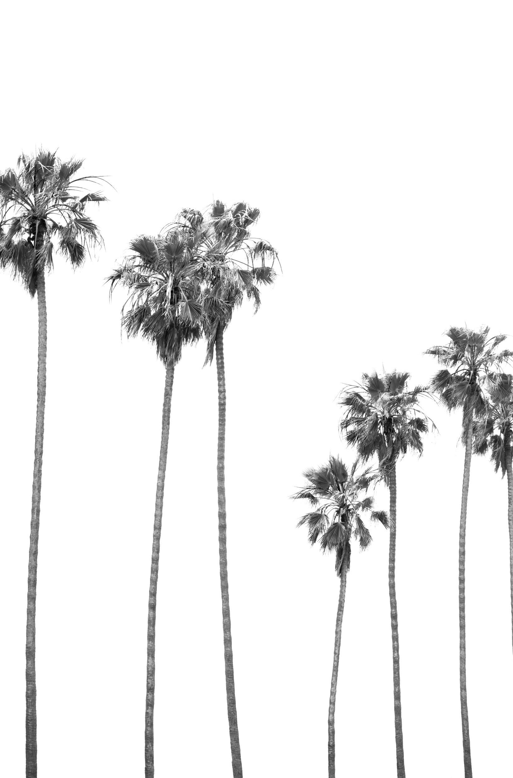 Photography by Kim Dybczak of: Palms sway above the coast, overlooking the beach and distant horizon.