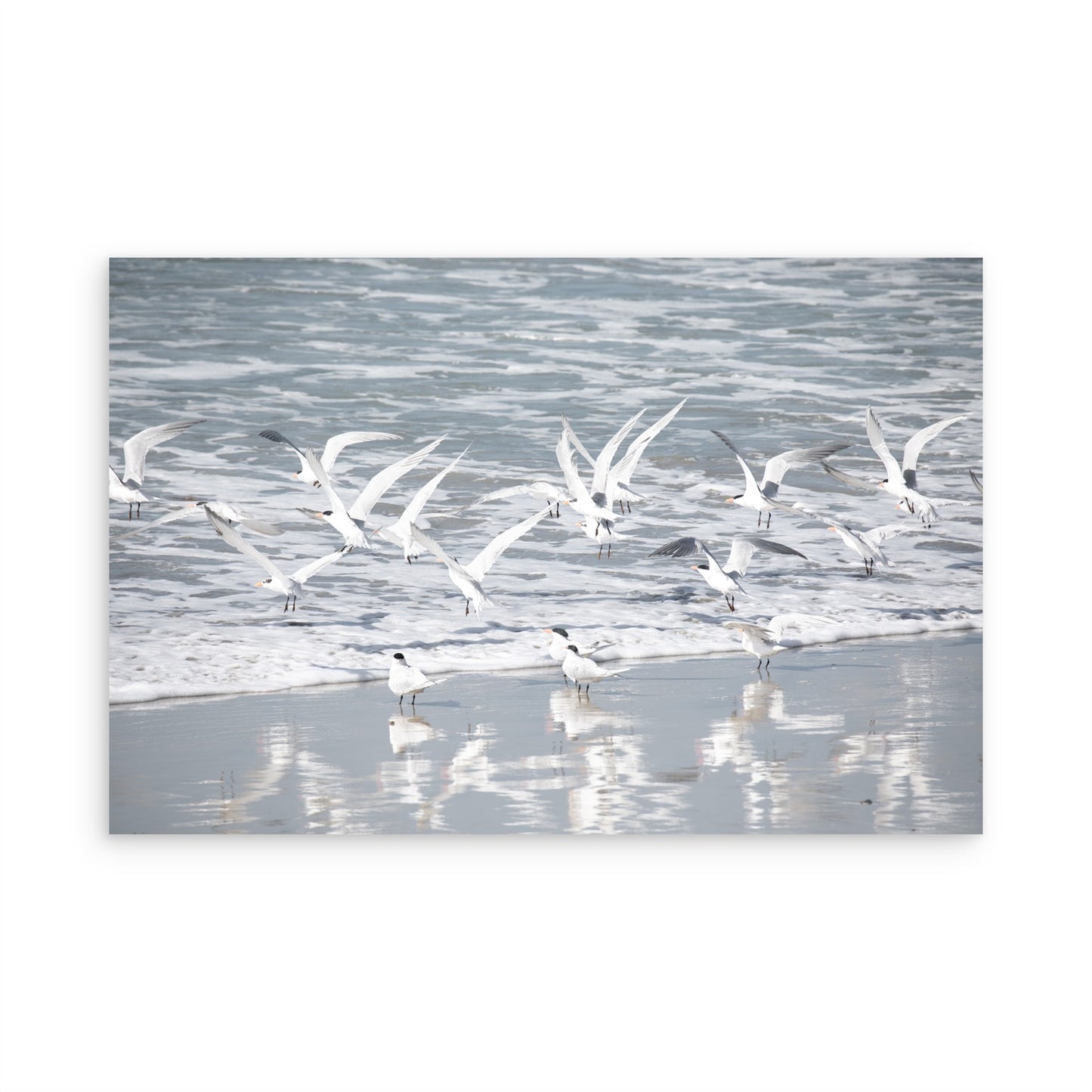 Birds in Surf 5038