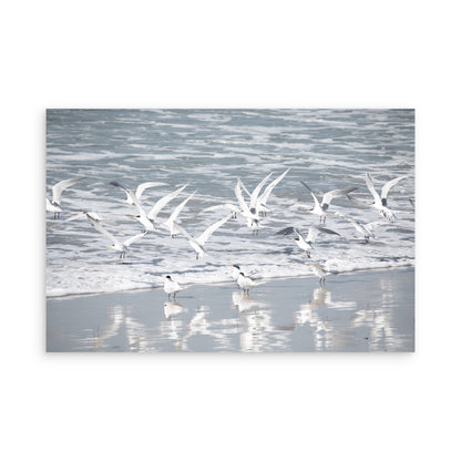 Birds in Surf 5038