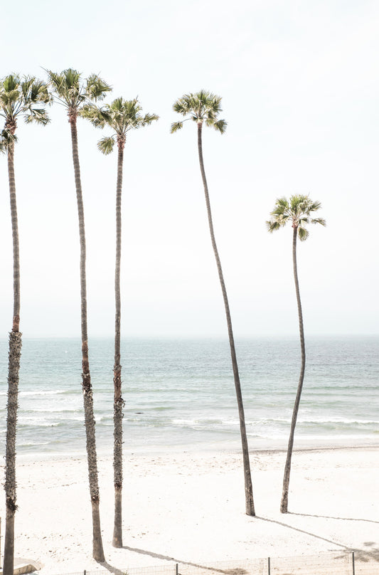 Photography by Kim Dybczak of: Palms sway above the coast, overlooking the beach and distant horizon.