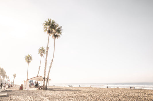 Photography by Kim Dybczak of: Palms sway above California, overlooking the beach and distant horizon.
