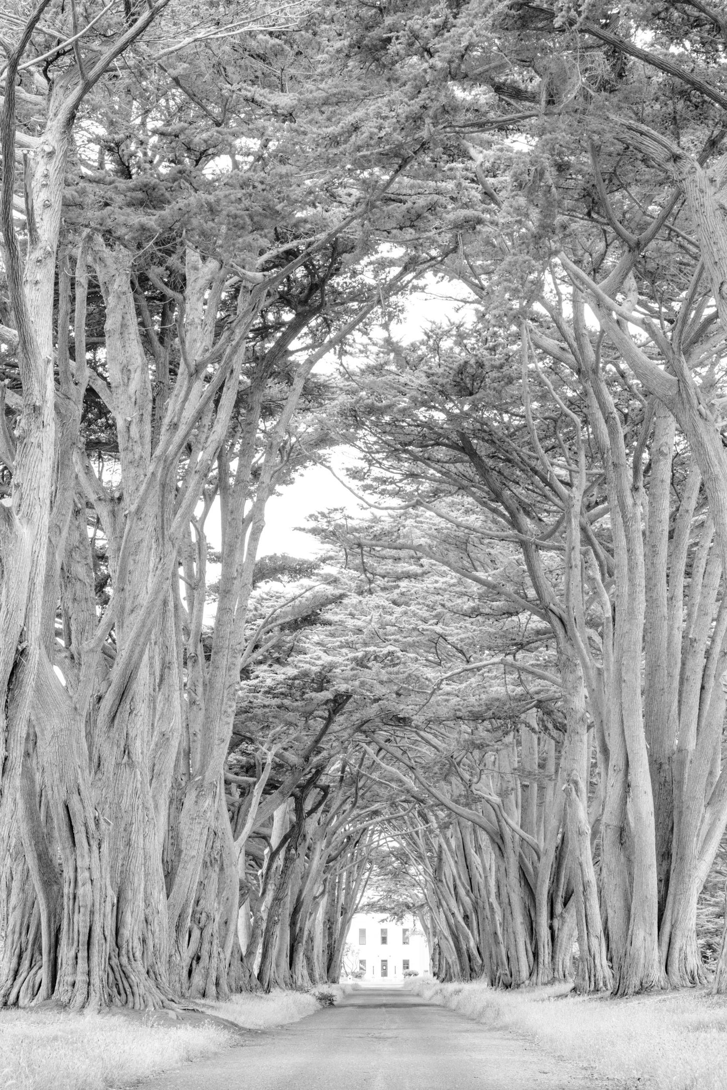 Photography by Salt Creek Prints of: Cypress Tree Tunnel 7171, Black and White image of the historic Cypress Tree Tunnel at Point Reyes, California.