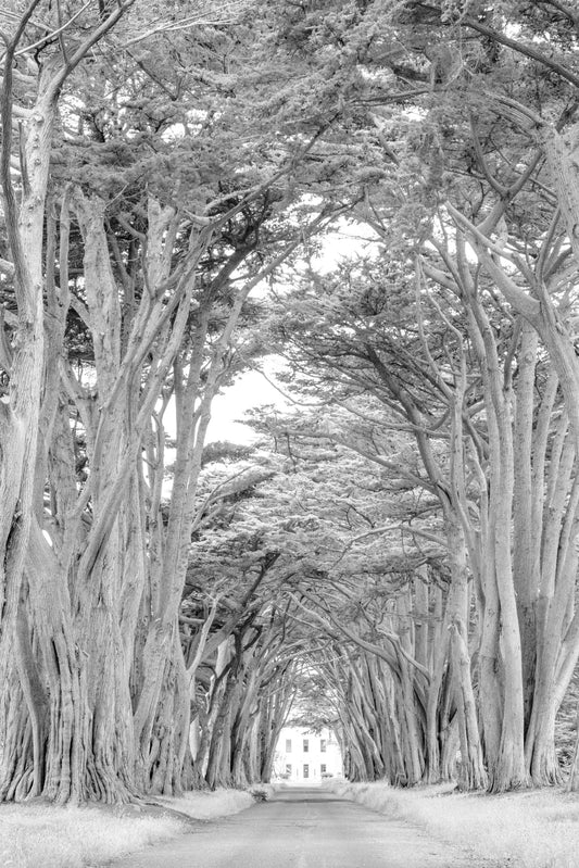 Photography by Salt Creek Prints of: Cypress Tree Tunnel 7171, Black and White image of the historic Cypress Tree Tunnel at Point Reyes, California.