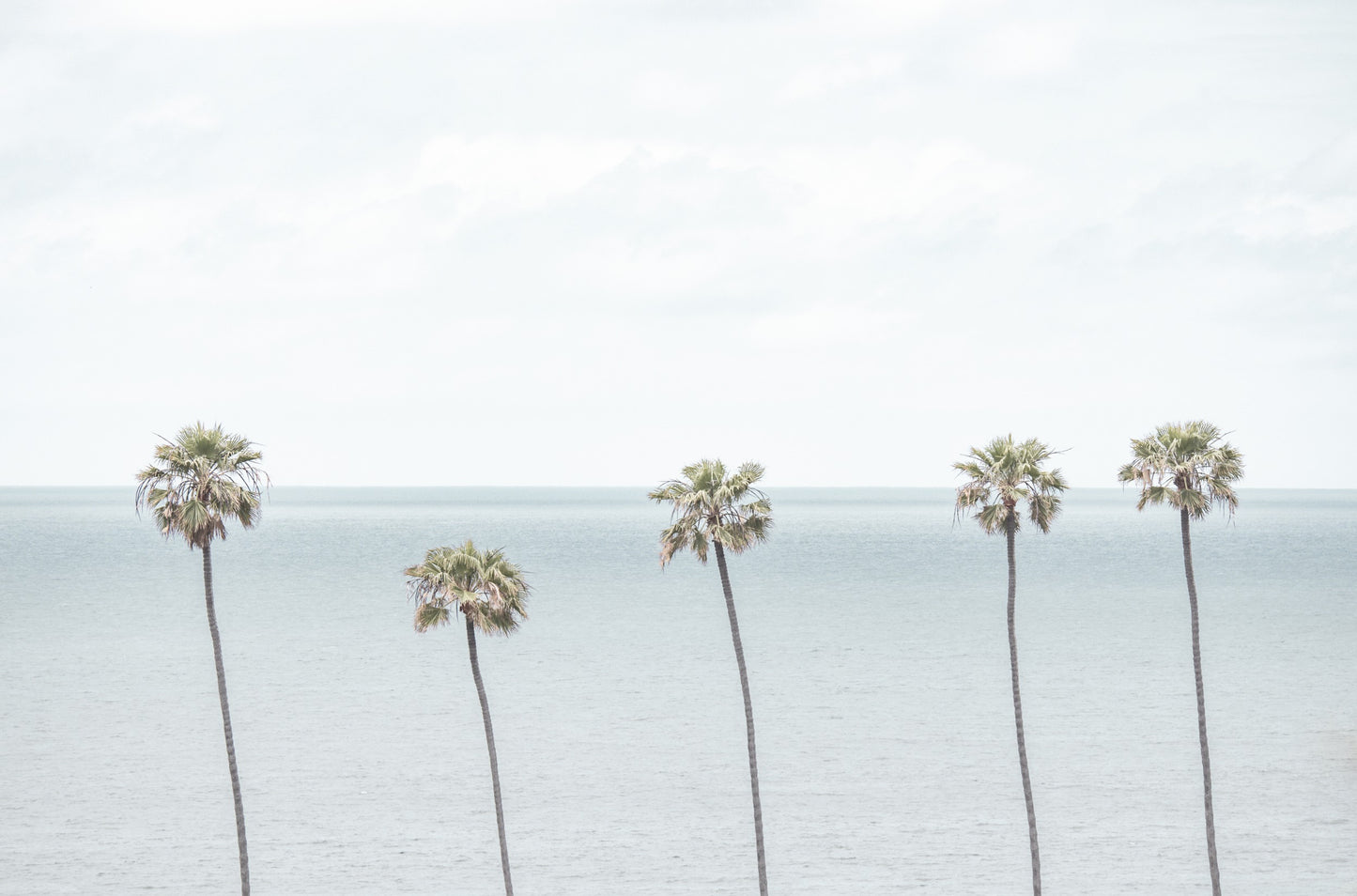 Photography by Kim Dybczak of: Palm trees line the coastline in Encinitas, rising above the beach.