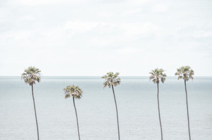 Photography by Kim Dybczak of: Palm trees line the coastline in Encinitas, rising above the beach.