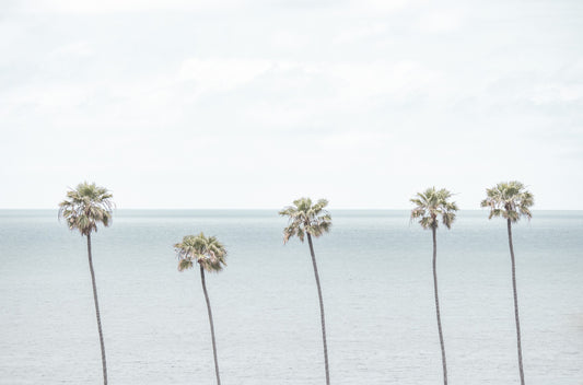 Photography by Kim Dybczak of: Palm trees line the coastline in Encinitas, rising above the beach.