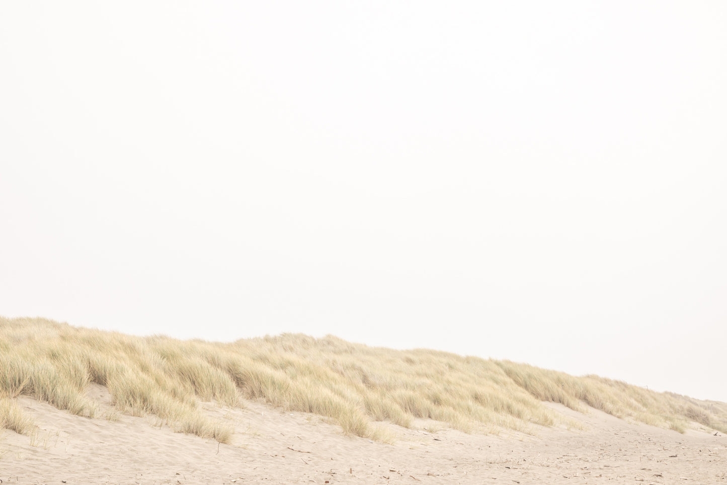 Photography by Salt Creek Prints of: Salmon Creek Beach 7575, Minimalist grassy dunes of Salmon Creek Beach, Bodega Bay, California.