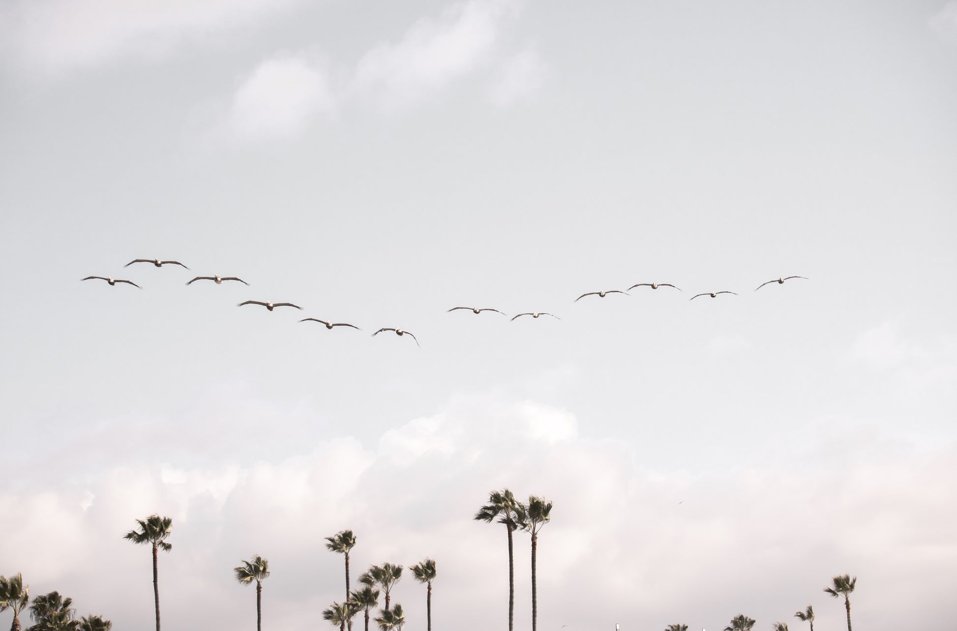 Photography by Kim Dybczak of: Birds over Palms 5301